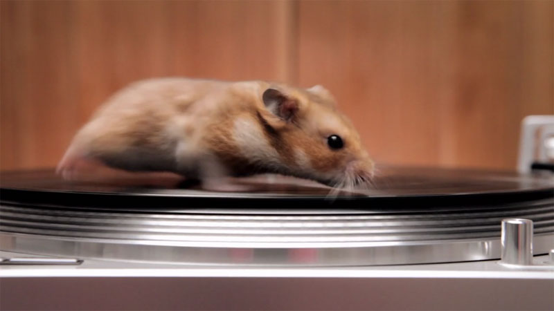 Rodents Riding Turntables