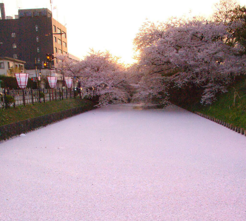 Picture of the Day: Sea of Cherry Blossom Petals