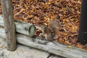 squirrel holding a gun squirrel holding a gun