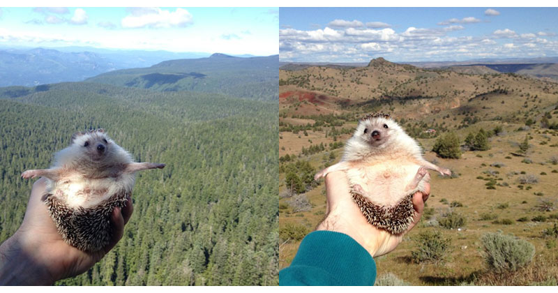 This is the World’s Most Well-Travelled Hedgehog