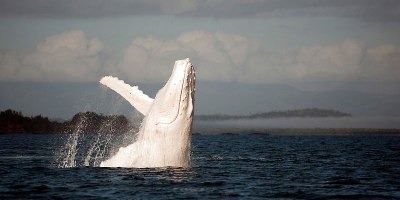 World’s Only Documented All-White Humpback Spotted Off Sydney Coast