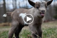 This is What 44 Running Baby Goats Looks Like