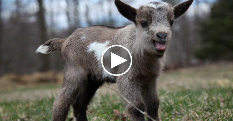 This is What 44 Running Baby Goats Looks Like