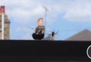 Bee Trapped in Spider’s Web Gets Rescued by Another Bee