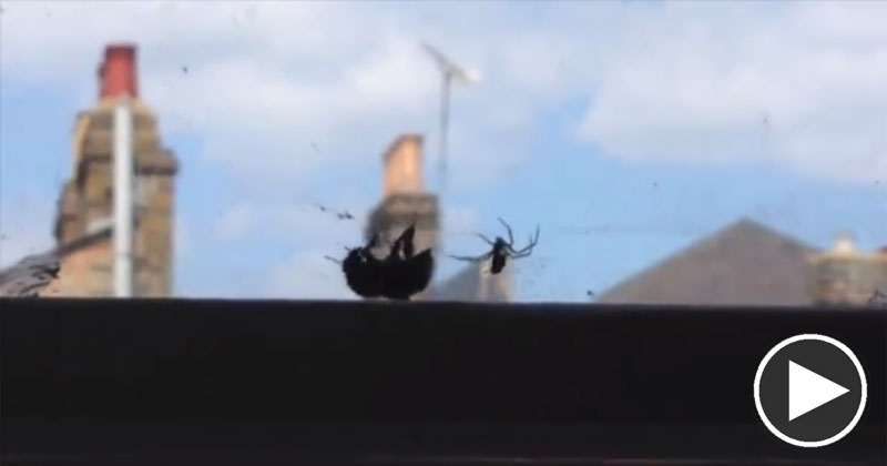 Bee Trapped in Spider's Web Gets Rescued by Another Bee