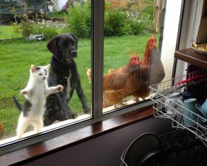 cat dog and chickens looking inside a window cat dog and chickens looking inside a window