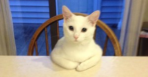 cat sitting at dining table cat sitting at dining table