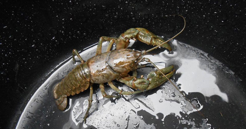 Picture of the Day: Giant Crayfish Taking Over the Planet