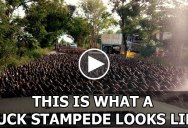 This is What a Duck Stampede Looks Like