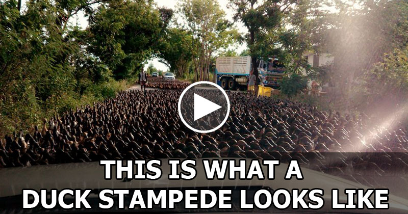 This is What a Duck Stampede Looks Like