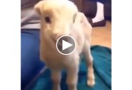 This Little Goat is About to Give It All He’s Got