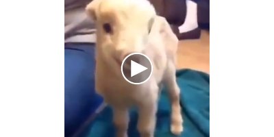 This Little Goat is About to Give It All He's Got