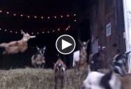 44 Running Baby Goats Now With 100% More Jumping