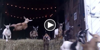44 Running Baby Goats Now With 100% More Jumping