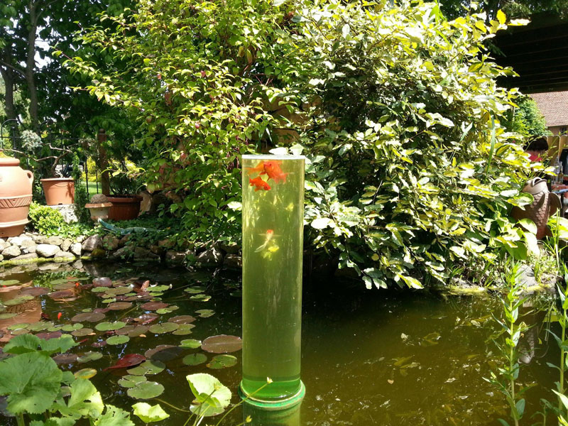 Picture of the Day: A Watchtower for Goldfish