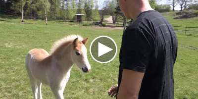 Watch this Horse Whisperer Chat with a Colt