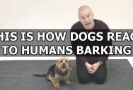 This is How Dogs React to Humans Barking