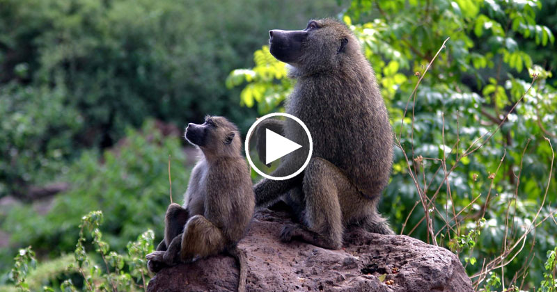 How To Fool Baboons Into Revealing their Secret Water Supply