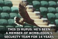 This is Rufus. He’s Been a Member of Wimbledon’s Security Team for 14 Years