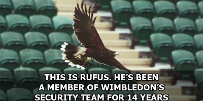 This is Rufus. He’s Been a Member of Wimbledon’s Security Team for 14 Years
