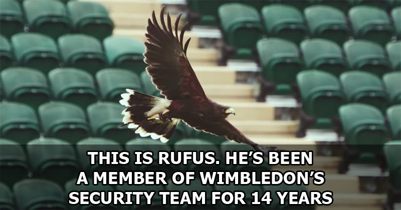 This is Rufus. He's Been a Member of Wimbledon's Security Team for 14 Years