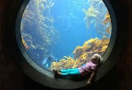 Picture of the Day: Awestruck at the Aquarium