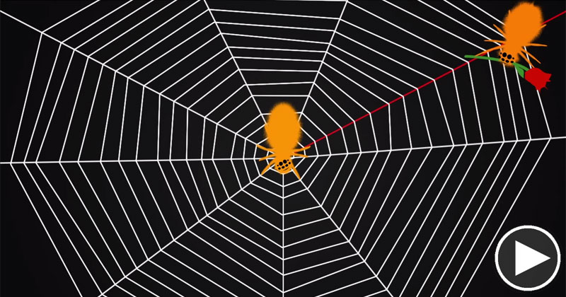Did You Know Spiders Tune Their Webs Like a Guitar?