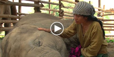 Rescued Elephant Falls Asleep to the Soothing Sounds of a Lullaby