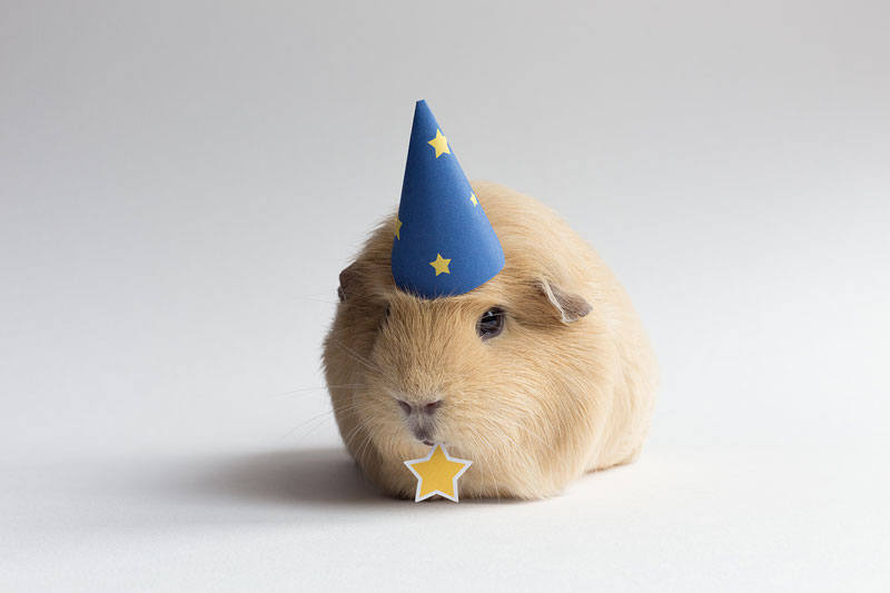 This Might Be The World s Cutest Guinea Pig TwistedSifter This Might Be The World s Cutest Guinea Pig TwistedSifter