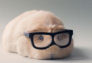 This Might Be the World’s Cutest Guinea Pig