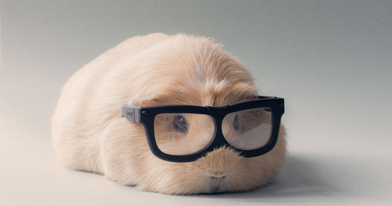 This Might Be the World's Cutest Guinea Pig
