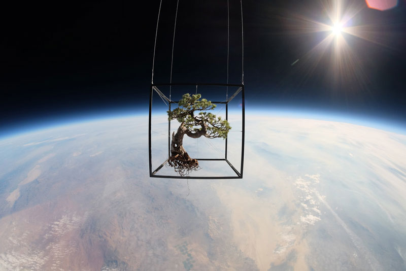 A Bonsai Tree in Space
