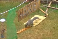 This Guy Built an Obstacle Course for Squirrels and Narrated their Progress