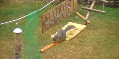 This Guy Built an Obstacle Course for Squirrels and Narrated their Progress