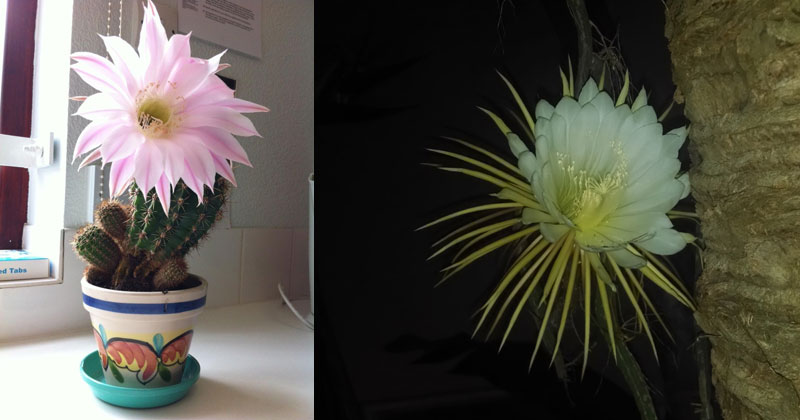 Once a Year These Cacti Will Flower for 24 Hours » TwistedSifter