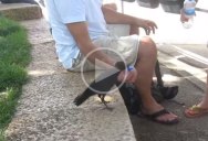 Thirsty Crow Successfully Lobbies Humans for Water
