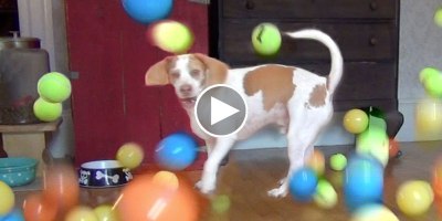 Dog Gets Surprised with 100 Balls for His Birthday