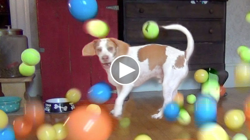 Dog Gets Surprised with 100 Balls for His Birthday