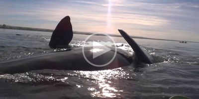 Kayak Gets Lifted Out of Water by Huge Whale