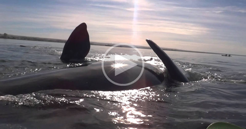 Kayak Gets Lifted Out of Water by Huge Whale
