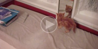 This Kitten is About to See Himself in a Mirror for the Very First Time