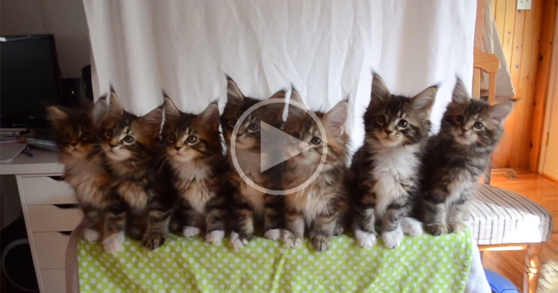Just Seven Kittens Reacting in Unison to a Shiny Object