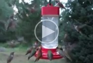 This is What a Flock of Hummingbirds Looks Like