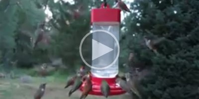 This is What a Flock of Hummingbirds Looks Like