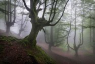 A Mystical Forest in Spain