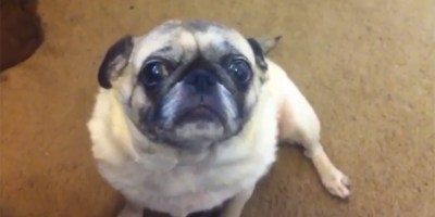 20 Seconds of Paranormal Pugtivity