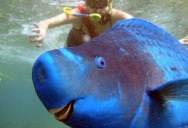 Picture of the Day: This Parrotfish Photobomb is Perfect