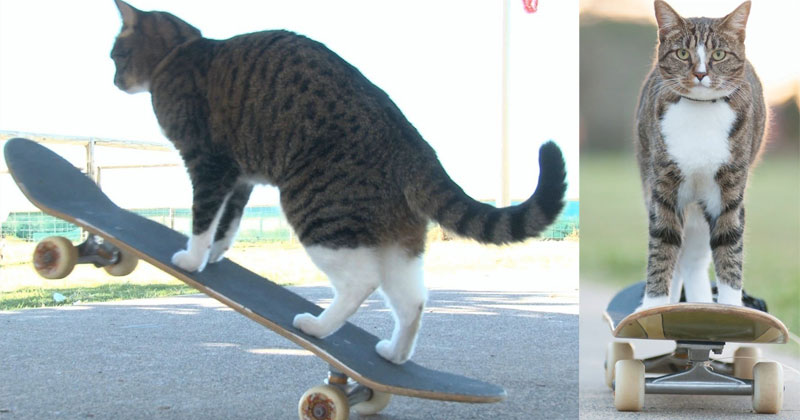 This Cat Skateboards Better Than I Do » TwistedSifter
