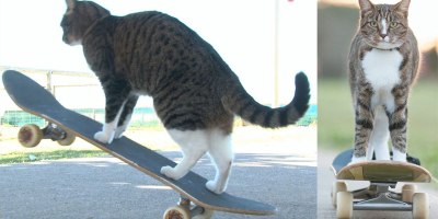 This Cat Skateboards Better Than I Do