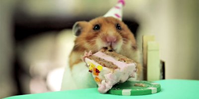 Two Hamsters. One Hedgehog. One Tiny Cake